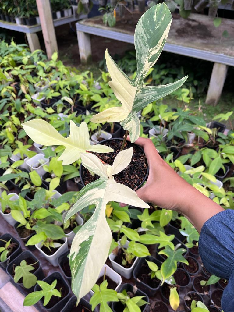 Philodendron Florida Beauty Variegated 2-4 Leaves