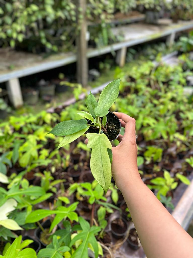 Philodendron Florida Ghost Whole Plant