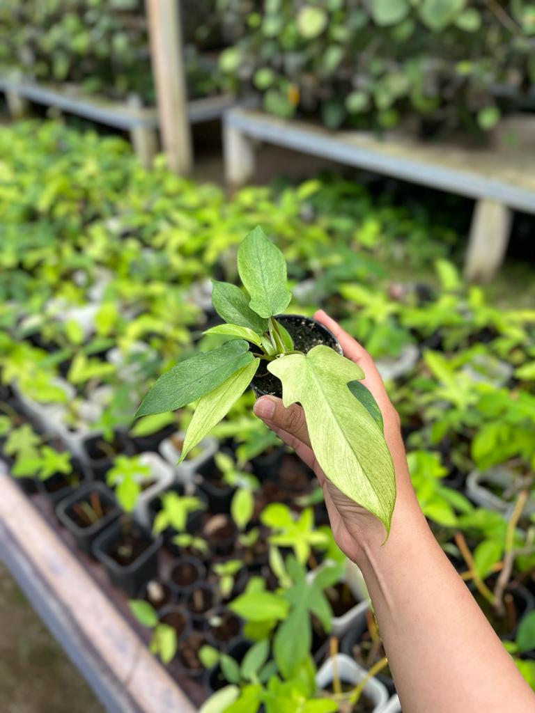 Philodendron Florida Ghost Whole Plant