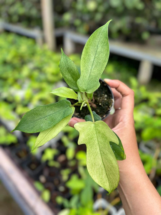 Philodendron Florida Ghost Whole Plant