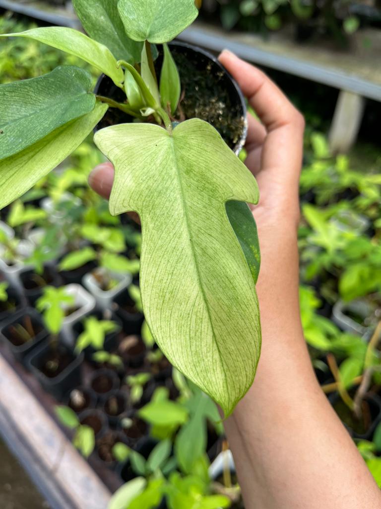Philodendron Florida Ghost Whole Plant