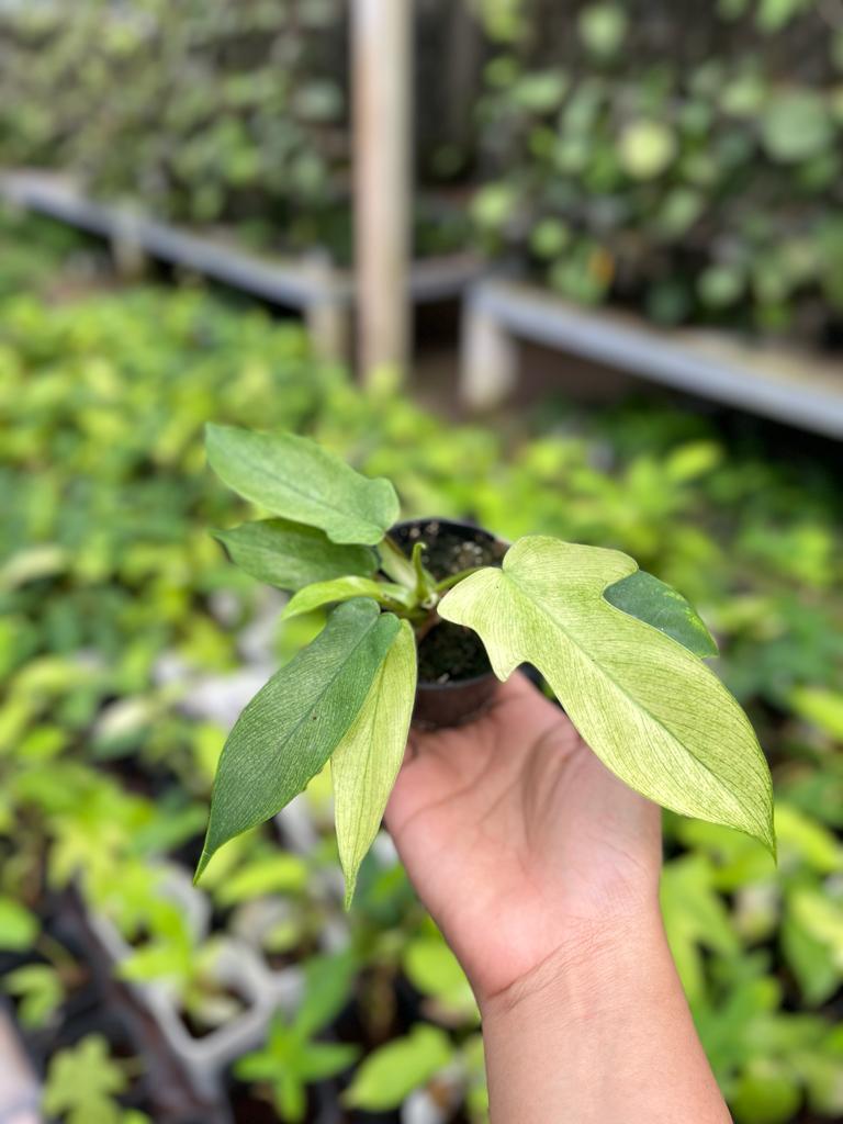 Philodendron Florida Ghost Whole Plant