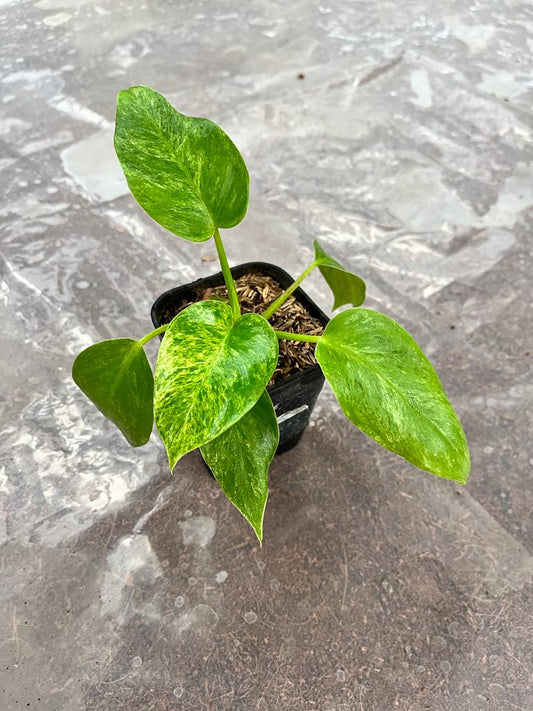 Philodendron Giganteum 2-4 Leaves