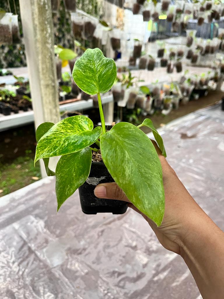 Philodendron Giganteum 2-4 Leaves