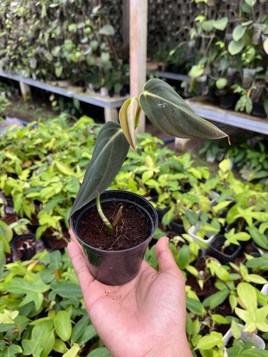 Philodendron Gigas 2-4 Leaves
