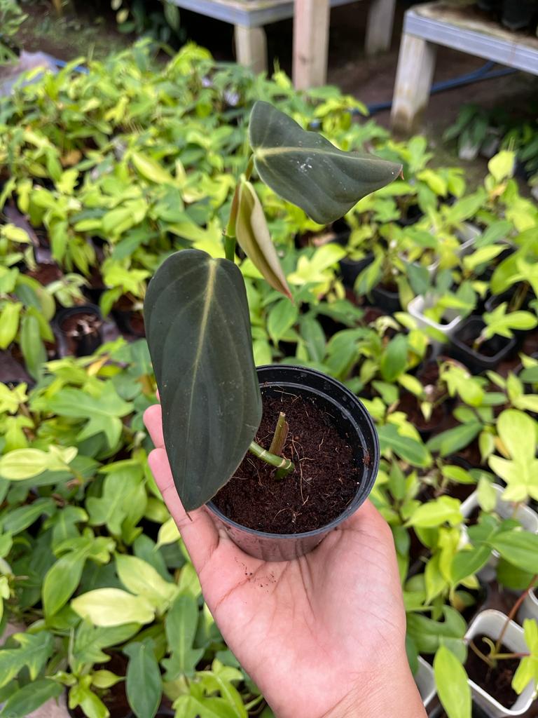Philodendron Gigas 2-4 Leaves