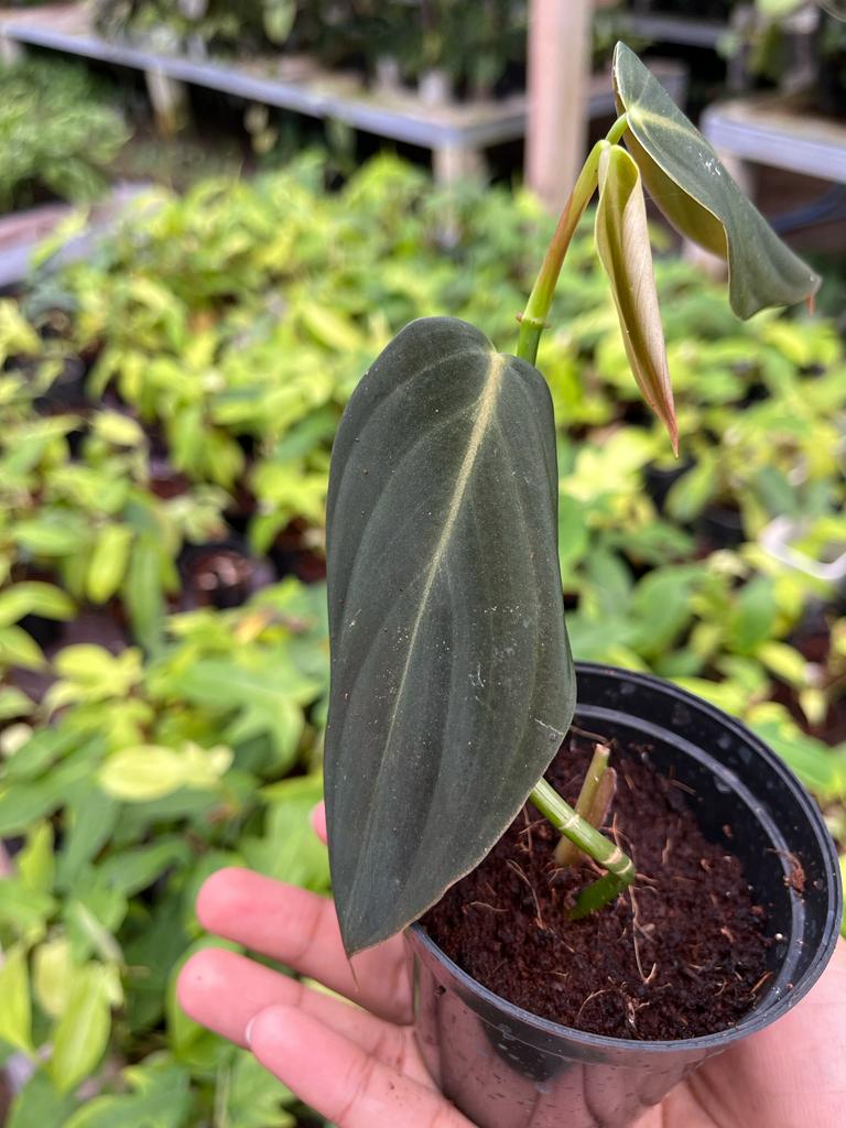 Philodendron Gigas 2-4 Leaves