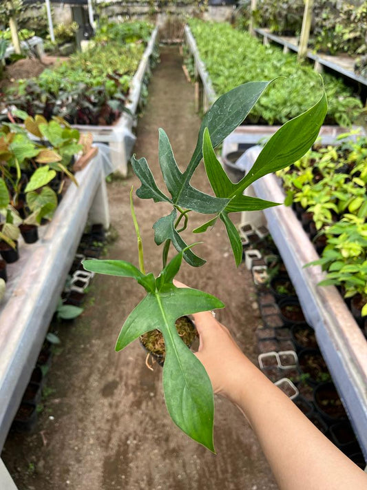 Philodendron Gladhands 2-4 Leaves