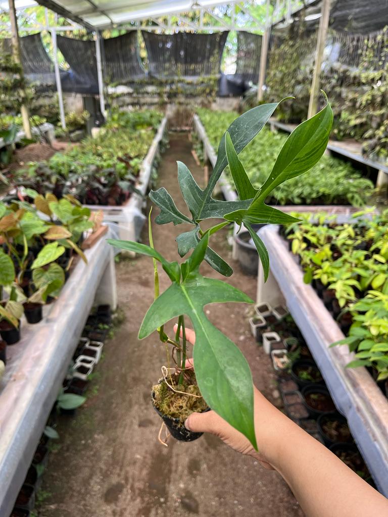 Philodendron Gladhands 2-4 Leaves