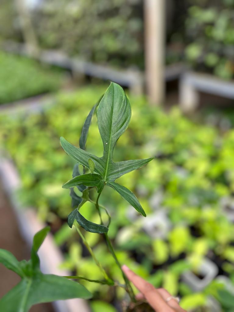 Philodendron Gladhands 2-4 Leaves