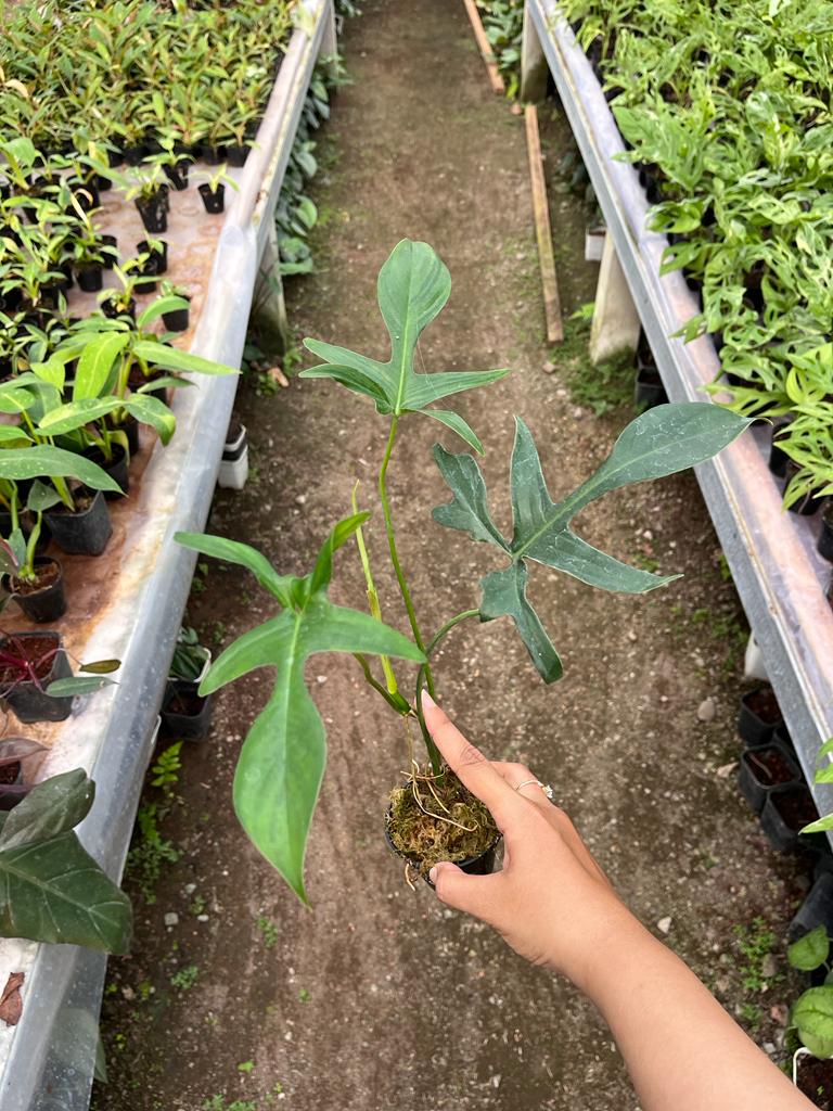 Philodendron Gladhands 2-4 Leaves
