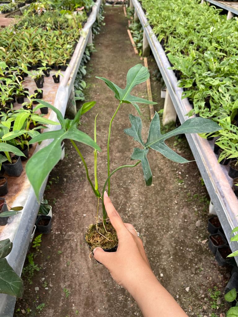 Philodendron Gladhands 2-4 Leaves