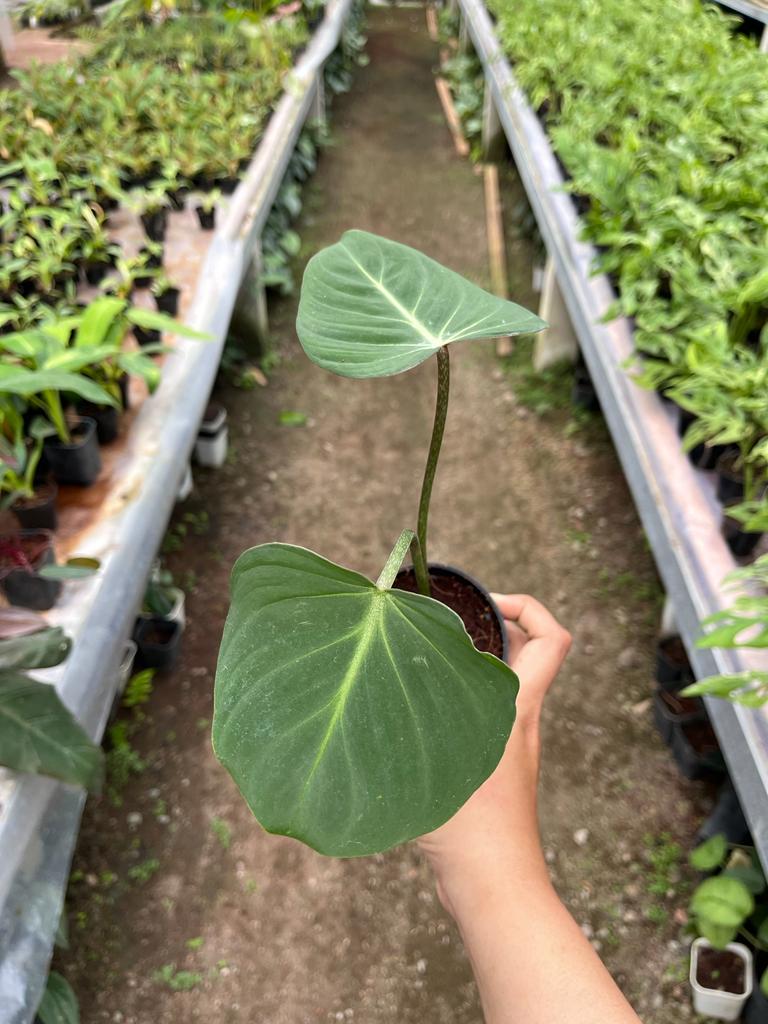 Philodendron Gloriosum 2-3 Leaves