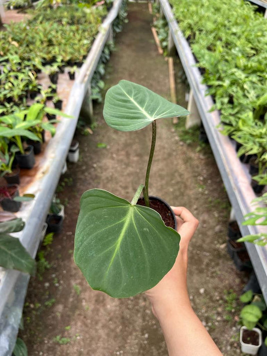 Philodendron Gloriosum 2-3 Leaves