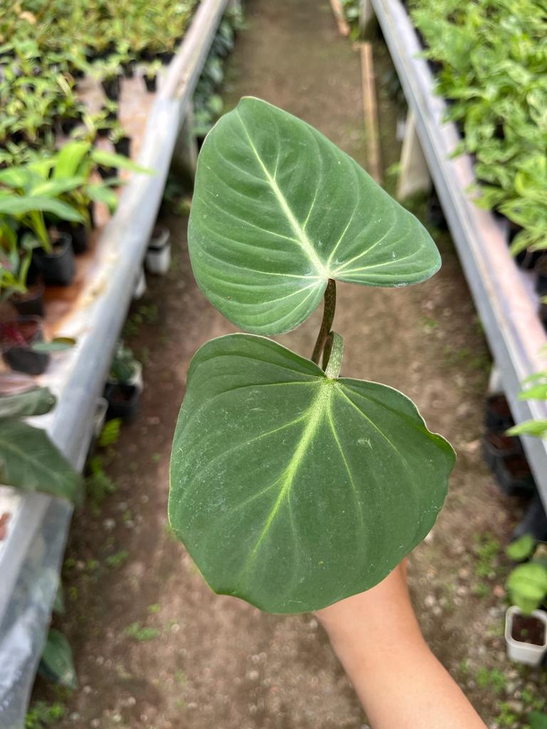 Philodendron Gloriosum 2-3 Leaves