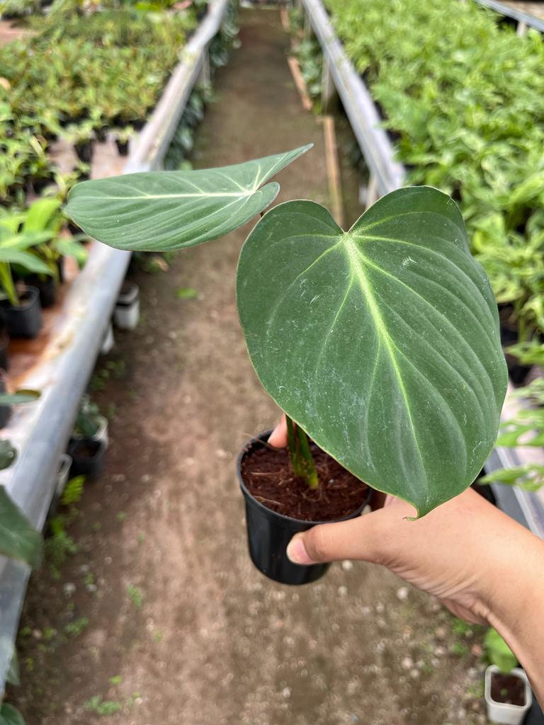 Philodendron Gloriosum 2-3 Leaves