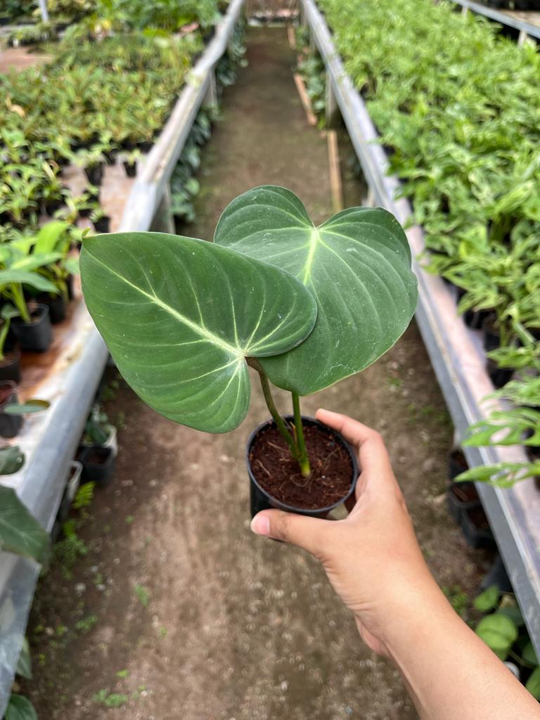 Philodendron Gloriosum 2-3 Leaves