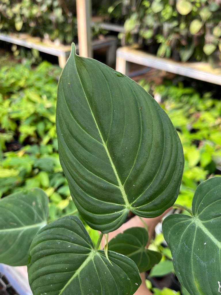 Philodendron Glorious 2-3 Leaves
