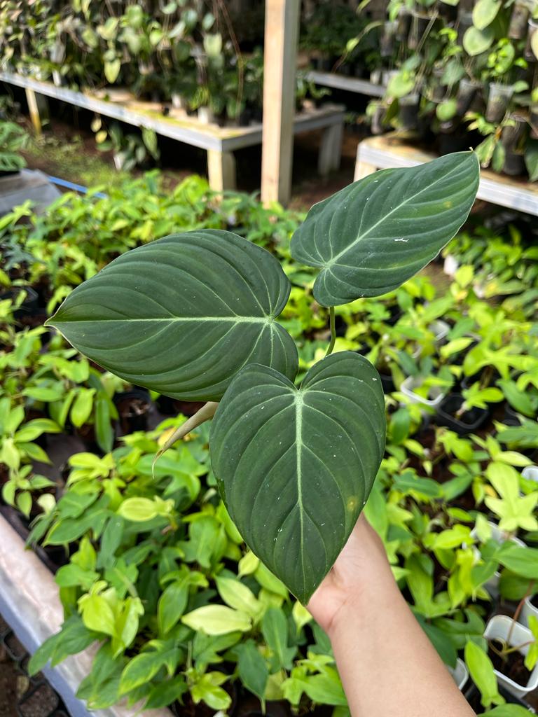 Philodendron Glorious 2-3 Leaves