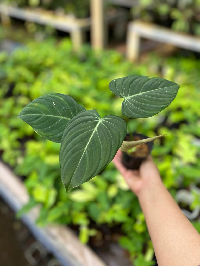 Philodendron Glorious 2-3 Leaves
