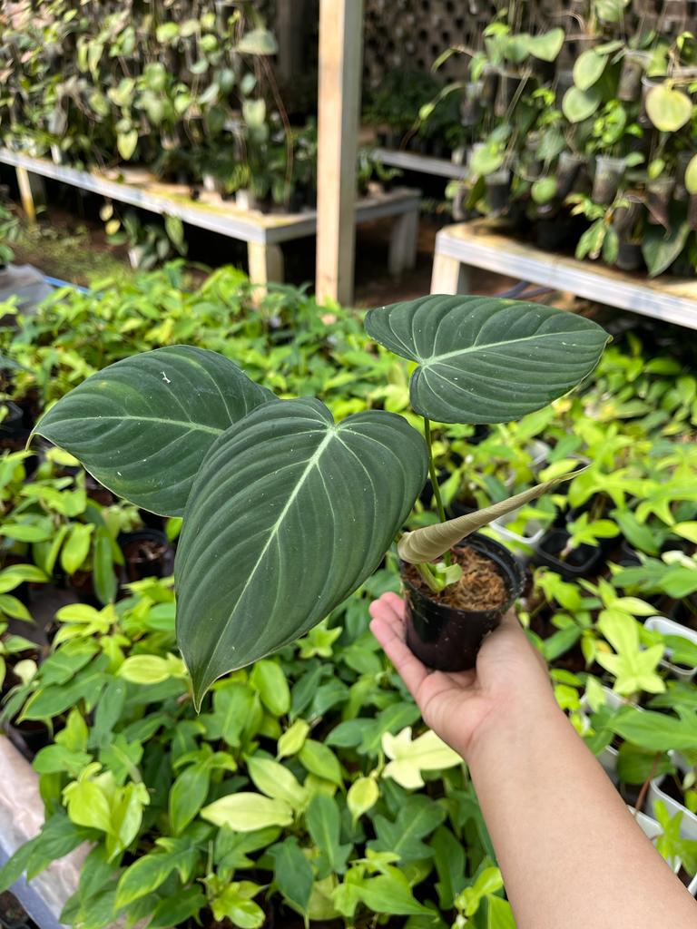 Philodendron Glorious 2-3 Leaves