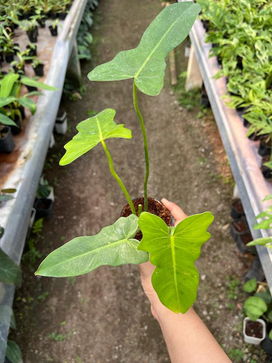 Philodendron Golden Dragon 2-3 Leaves