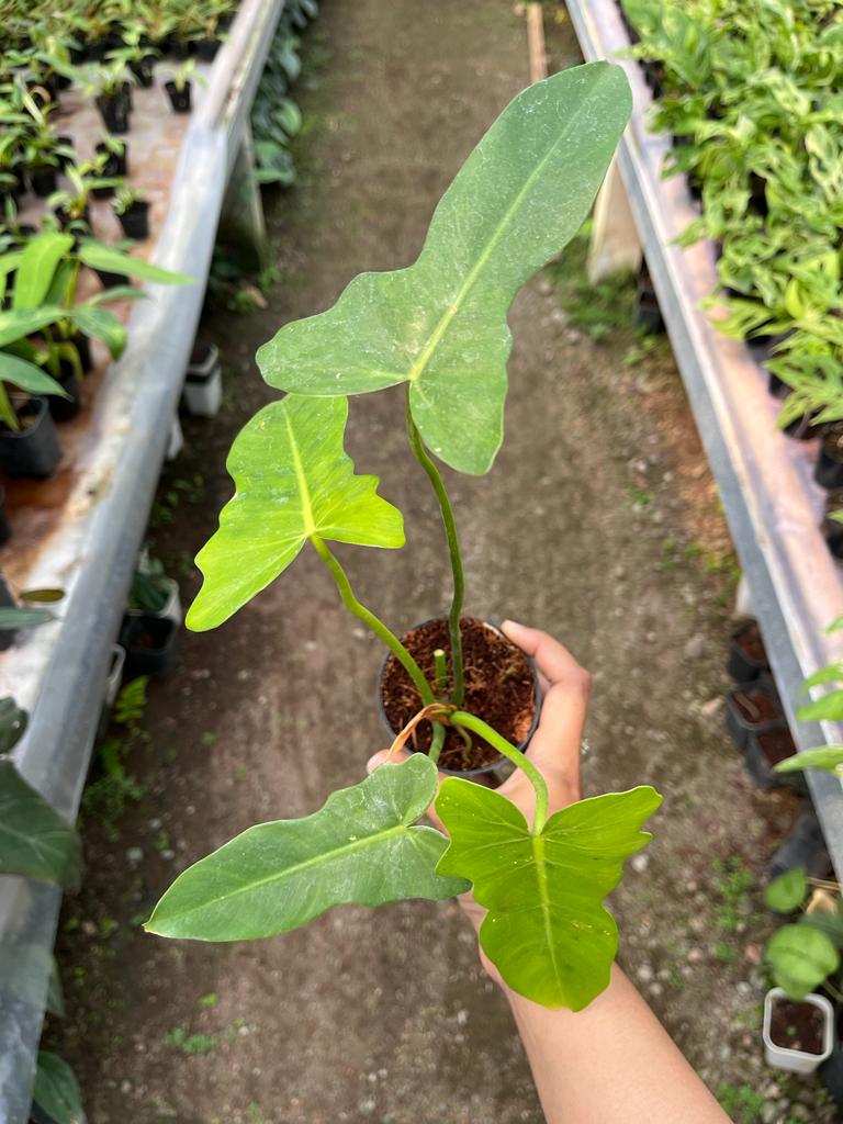 Philodendron Golden Dragon 2-3 Leaves