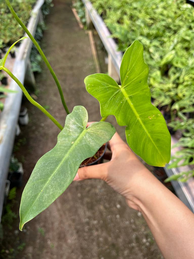 Philodendron Golden Dragon 2-3 Leaves