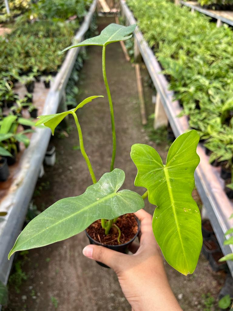 Philodendron Golden Dragon 2-3 Leaves