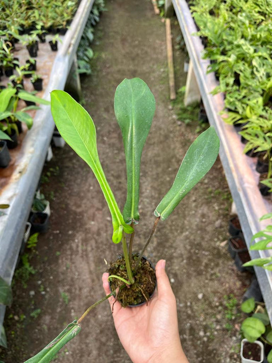 Philodendron Joepii 2-4 Leaves