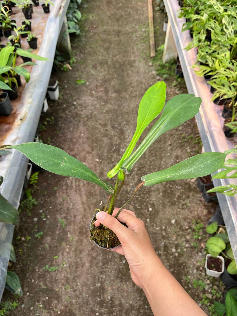 Philodendron Joepii 2-4 Leaves