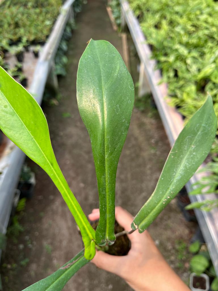 Philodendron Joepii 2-4 Leaves