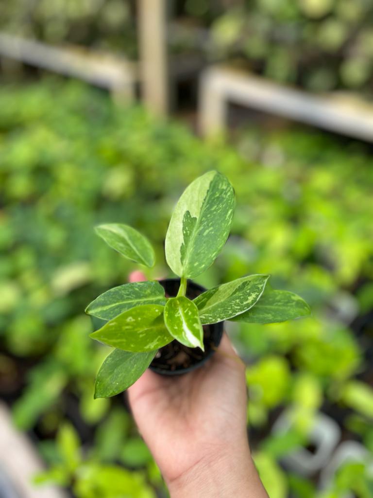 Philodendron Jose Buono Variegated 2-4 Leaves