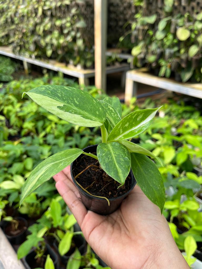 Philodendron Jose Buono Variegated 2-4 Leaves