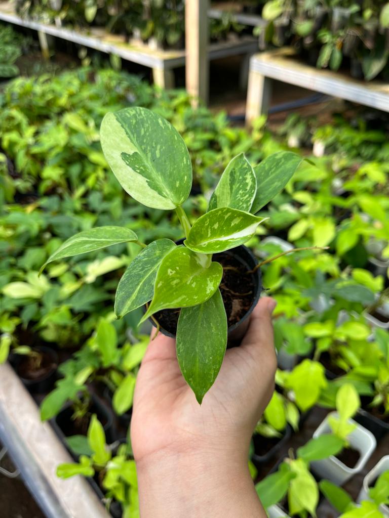 Philodendron Jose Buono Variegated 2-4 Leaves