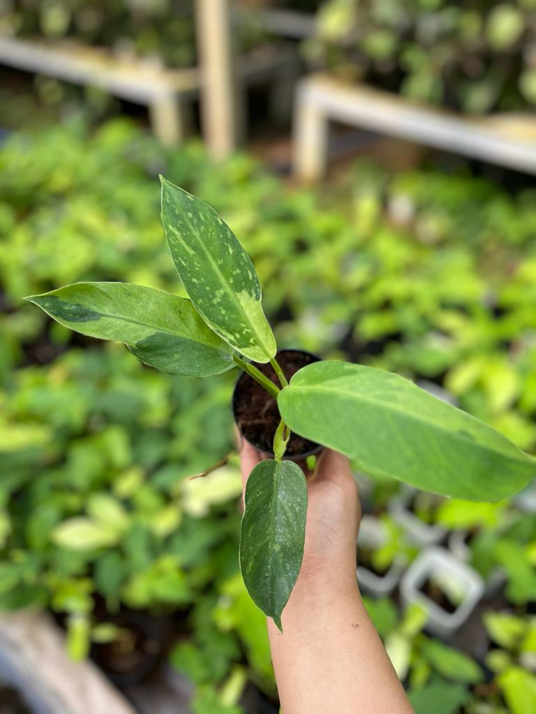 Philodendron Jose Buono Variegated 2-4 Leaves