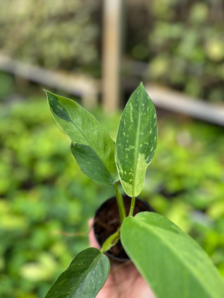 Philodendron Jose Buono Variegated 2-4 Leaves