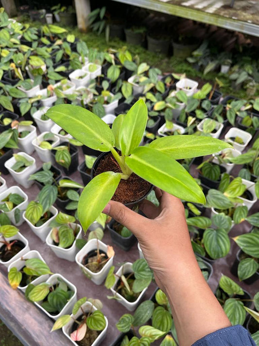 Philodendron Jose Buono Hybrid Yellow 2-4 Leaves