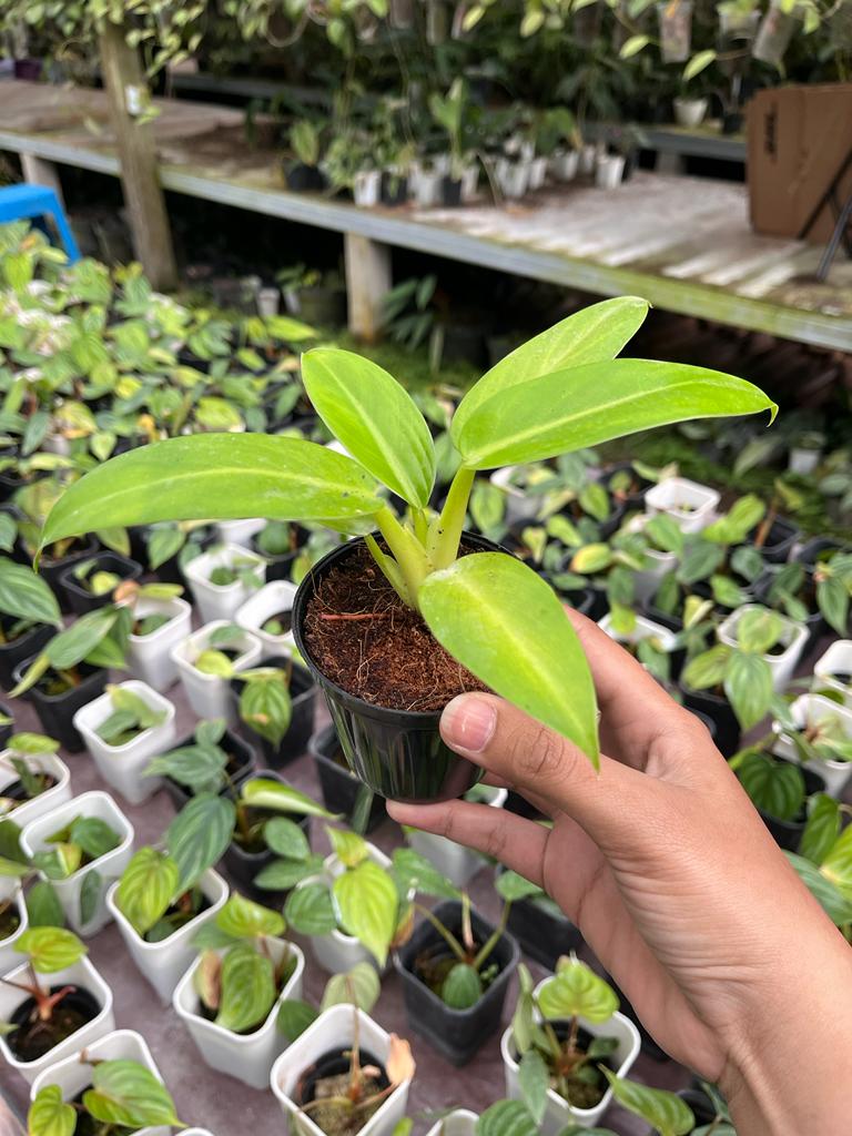 Philodendron Jose Buono Hybrid Yellow 2-4 Leaves