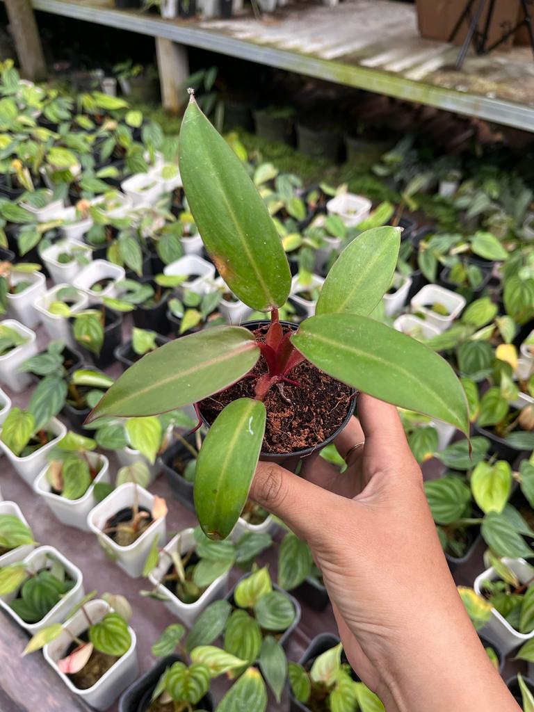 Philodendron Jose Buono Hybrid Red 2-4 Leaves