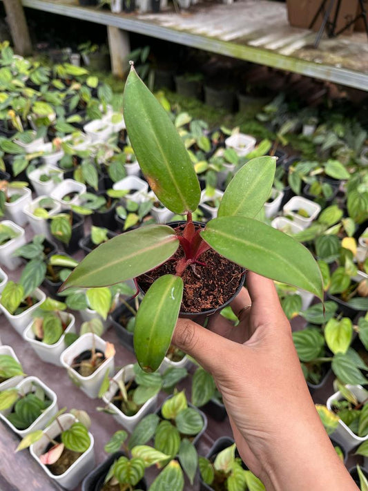 Philodendron Jose Buono Hybrid Red 2-4 Leaves