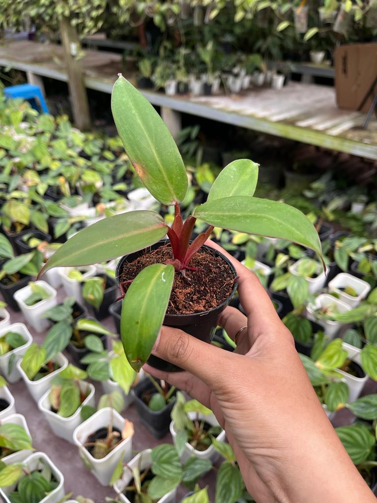 Philodendron Jose Buono Hybrid Red 2-4 Leaves