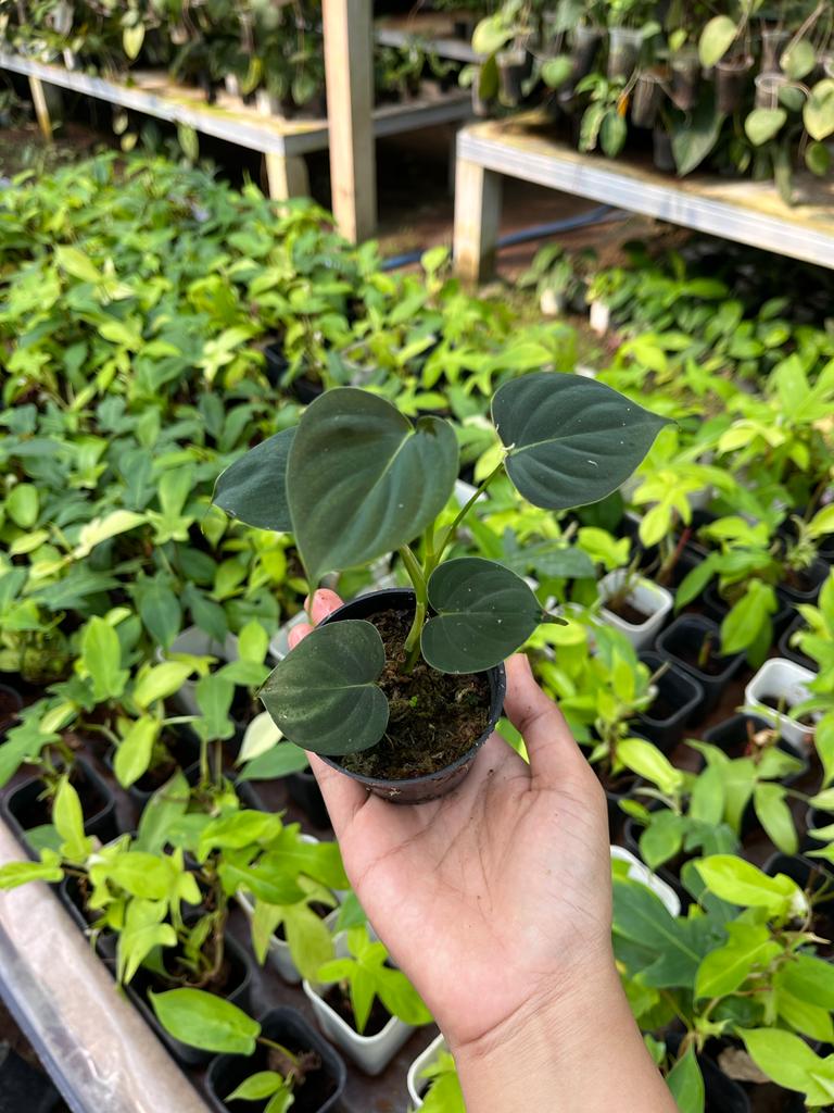 Philodendron Lupinum Whole Plant