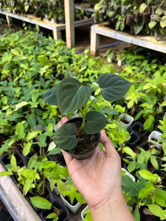 Philodendron Lupinum Whole Plant