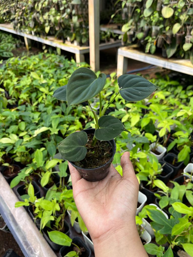 Philodendron Lupinum Whole Plant