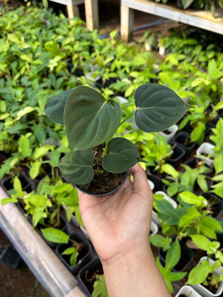 Philodendron Lupinum Whole Plant
