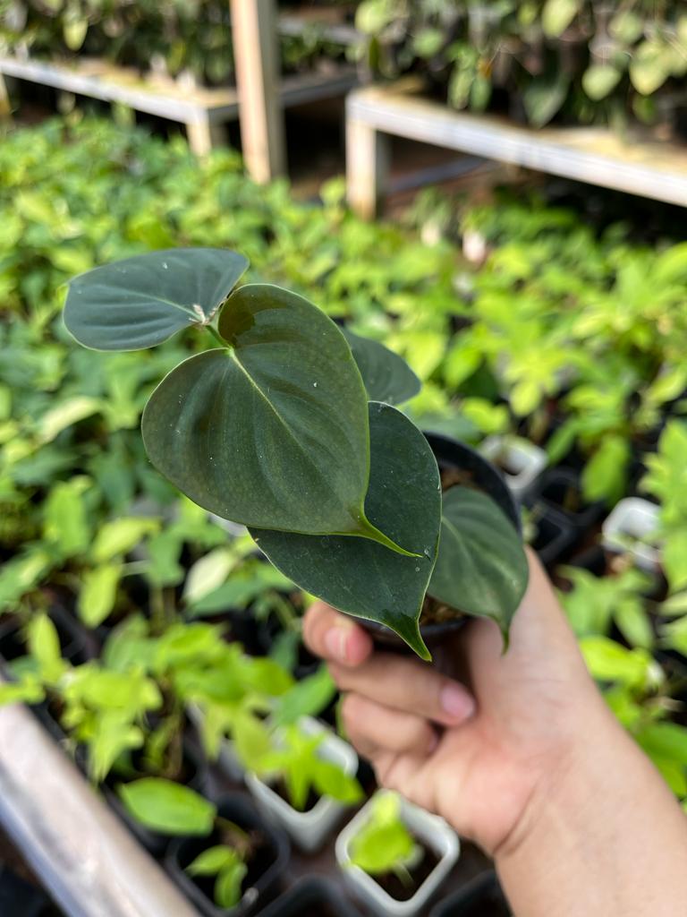 Philodendron Lupinum Whole Plant