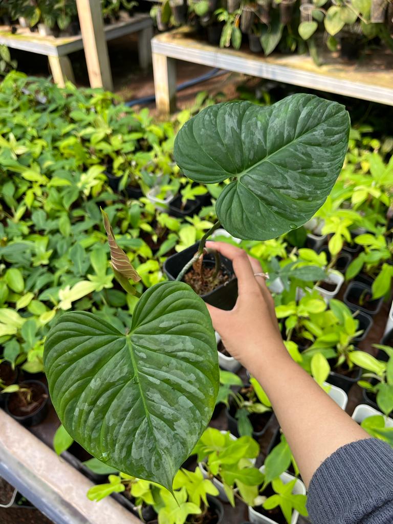 Philodendron Majestic 2-3 Leaves
