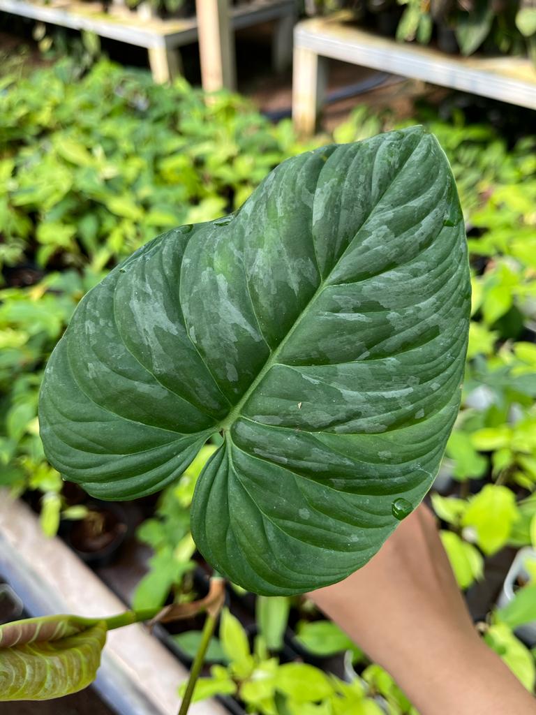 Philodendron Majestic 2-3 Leaves