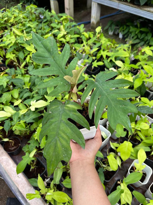 Philodendron Mayoi 2-3 Leaves